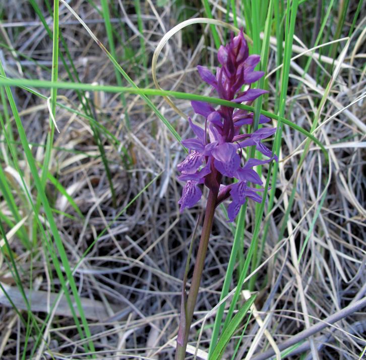 Пальчатокоренник Траунштейнера