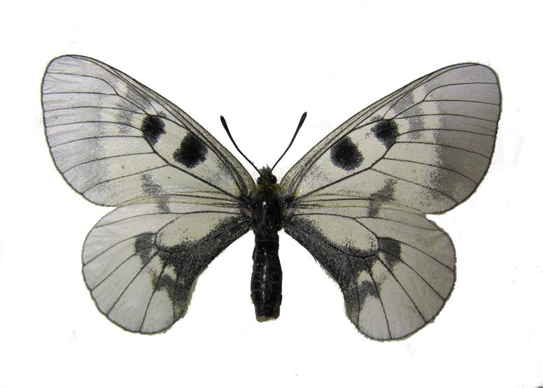 Аполлон Мнемозина