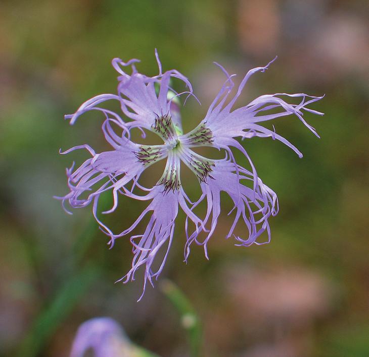 Гвоздика узкочашечная