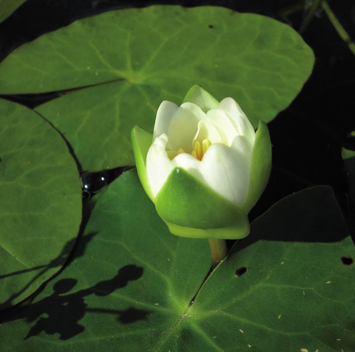 Кувшинка четырехгранная