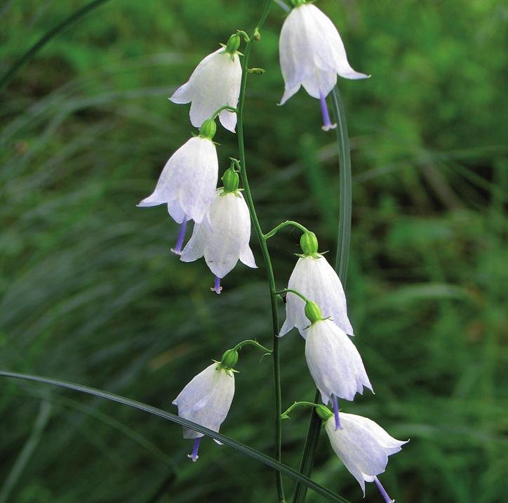 Бубенчик лилиелистный