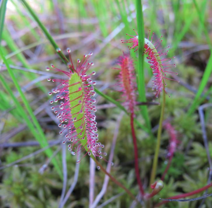 Росянка английская