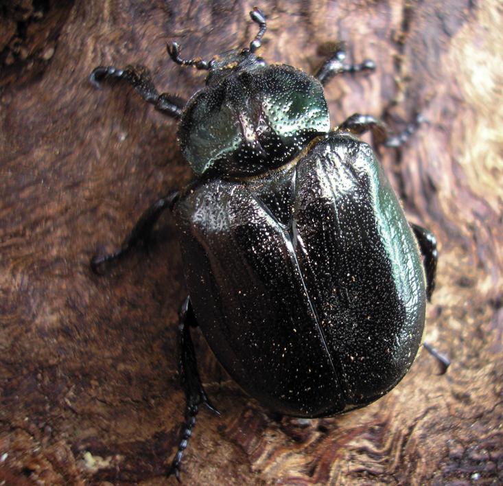 Обыкновенный отшельник