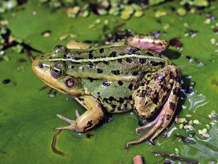 Прудовая лягушка