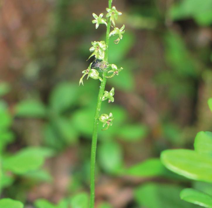 Тайник сердцевидный