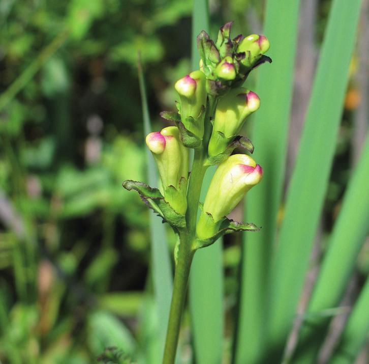 Мытник скипетровидный