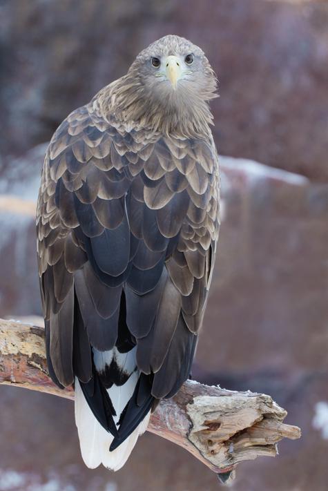 Орлан-белохвост