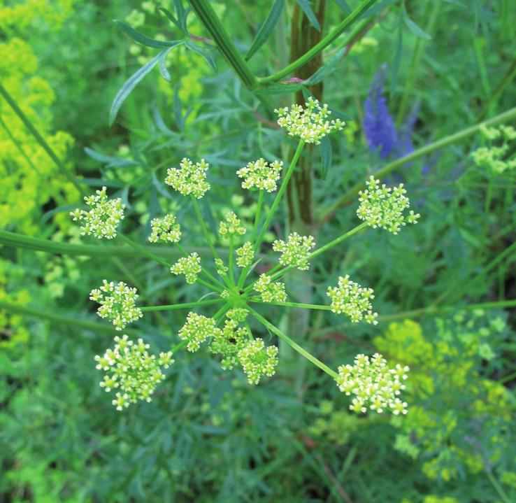 Златогоричник эльзасский