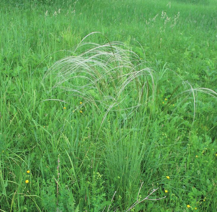 Ковыль перистый
