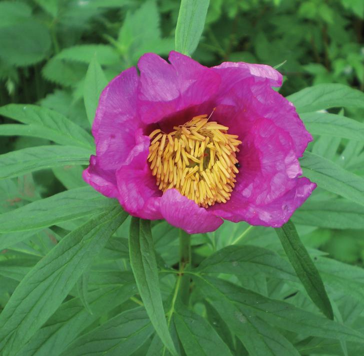 Пион уклоняющийся