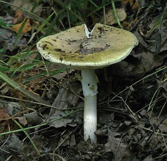 Бледная поганка