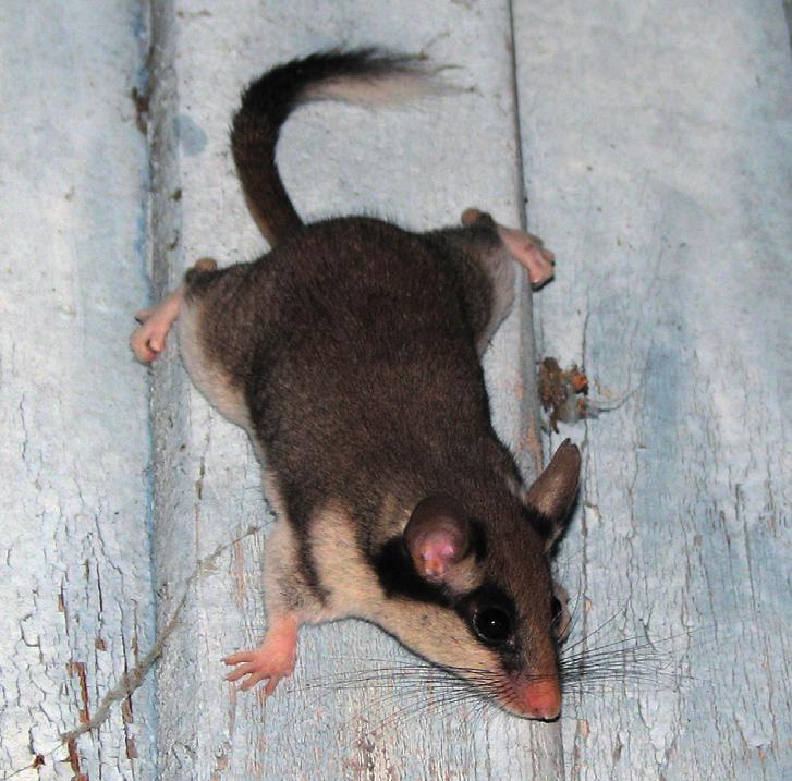 Садовая соня