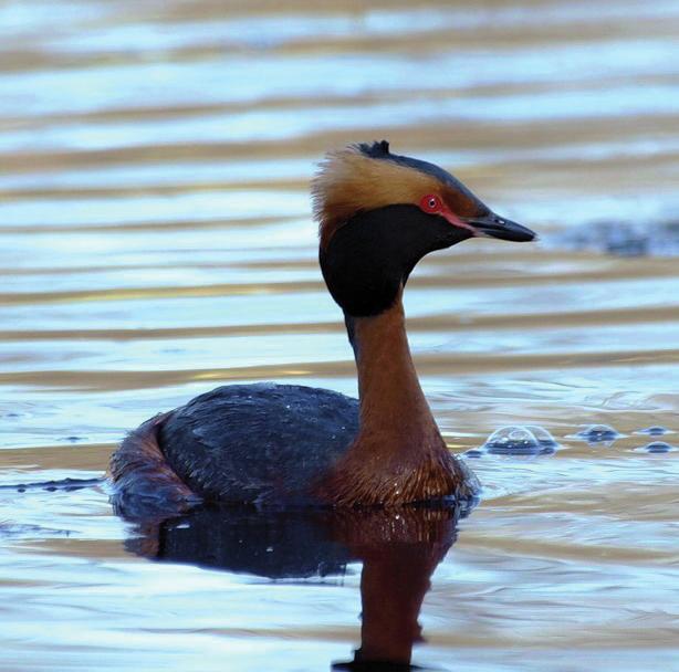 Красношейная поганка