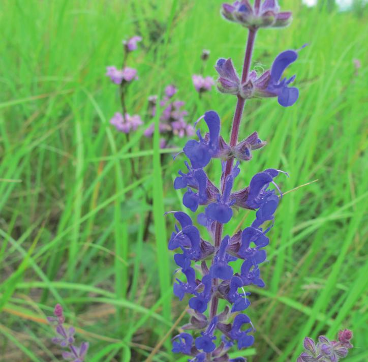 Шалфей степной