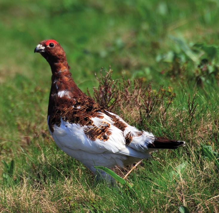 Белая куропатка